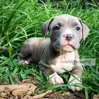 Timber, a male American Bully for sale in Holly Ridge, NC – 1 of 6