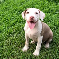 Lilly, a female American Bully for sale in Holly Ridge, NC – 1 of 8