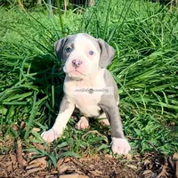 Holly, a female American Bully for sale in Holly Ridge, NC – 2 of 5