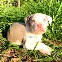 Lilly, a female American Bully for sale in Holly Ridge, NC – 2 of 6