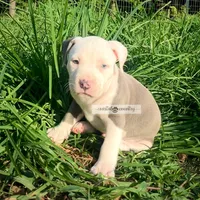 Yeti, a male American Bully for sale in Holly Ridge, NC – 2 of 5