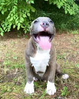 Timber, a male American Bully for sale in Holly Ridge, NC – 3 of 10