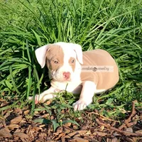 Kolby, a male American Bully for sale in Holly Ridge, NC – 3 of 6