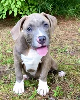 Timber, a male American Bully for sale in Holly Ridge, NC – 2 of 10