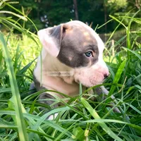 Tank, a male American Bully for sale in Holly Ridge, NC – 3 of 5