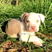 Lilly, a female American Bully for sale in Holly Ridge, NC – 3 of 6