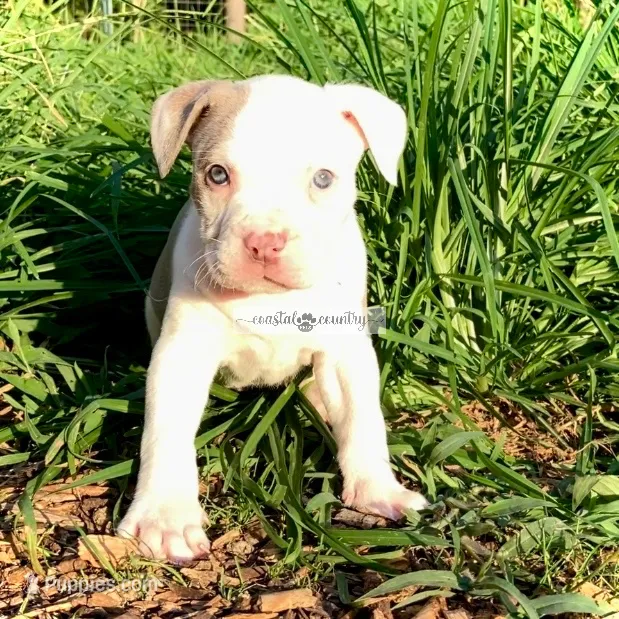 Lilly – American Bully puppy for sale in Holly Ridge, NC