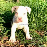 Lilly, a female American Bully for sale in Holly Ridge, NC – 1 of 6