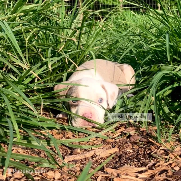 Ollie – American Bully puppy for sale in Holly Ridge, NC