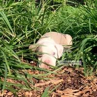 Ollie, a male American Bully for sale in Holly Ridge, NC – 1 of 4