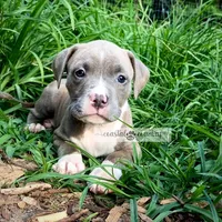 Timber, a male American Bully for sale in Holly Ridge, NC – 2 of 6