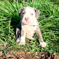 Holly, a female American Bully for sale in Holly Ridge, NC – 1 of 5