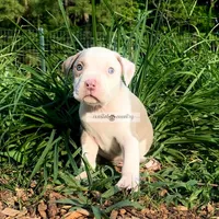 Ollie, a male American Bully for sale in Holly Ridge, NC – 2 of 4