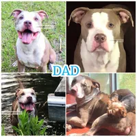 Holly, a female American Bully for sale in Holly Ridge, NC – 4 of 5