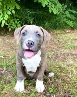 Timber, a male American Bully for sale in Holly Ridge, NC – 1 of 10