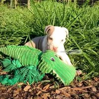 Lilly, a female American Bully for sale in Holly Ridge, NC – 4 of 6