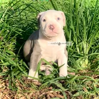 Yeti, a male American Bully for sale in Holly Ridge, NC – 3 of 5