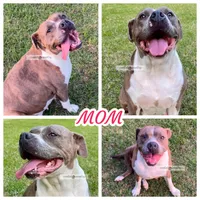 Kolby, a male American Bully for sale in Holly Ridge, NC – 6 of 6