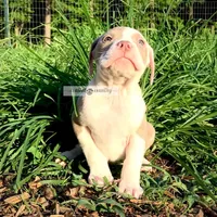 Kolby, a male American Bully for sale in Holly Ridge, NC – 2 of 6