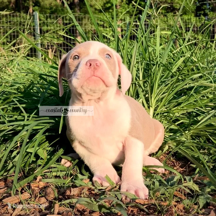 Kolby – American Bully puppy for sale in Holly Ridge, NC