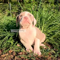Kolby, a male American Bully for sale in Holly Ridge, NC – 1 of 6