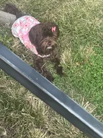 Lili, a female Shih Tzu and Yorkshire Terrier for sale in Kansas City, MO – 1 of 1