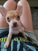 Darcy, a female Chihuahua for sale in El Cajon, CA – Photo 3 of 4