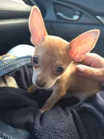 Darcy, a female Chihuahua for sale in El Cajon, CA – Photo 2 of 4