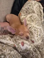 Darcy, a female Chihuahua for sale in El Cajon, CA – Photo 4 of 4