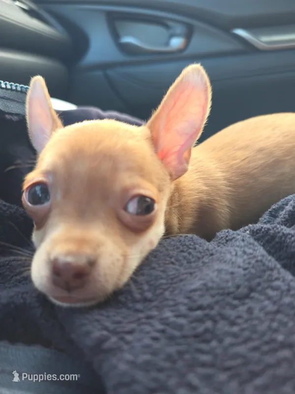 Darcy – Chihuahua puppy for sale in El Cajon, CA