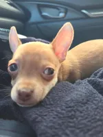 Darcy, a female Chihuahua for sale in El Cajon, CA – Photo 1 of 4