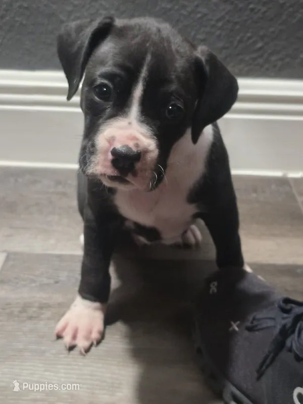 #4 – Boxer puppy for sale in Houston, TX