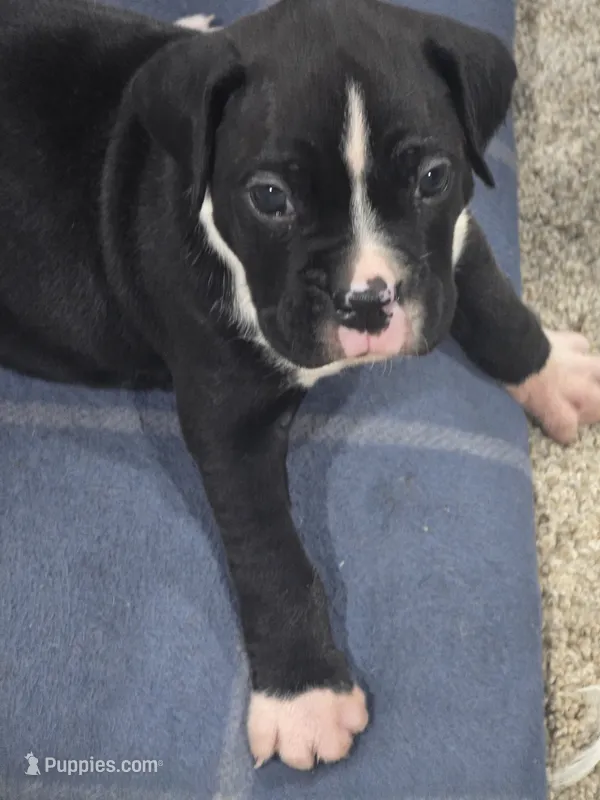 #4 – Boxer puppy for sale in Houston, TX