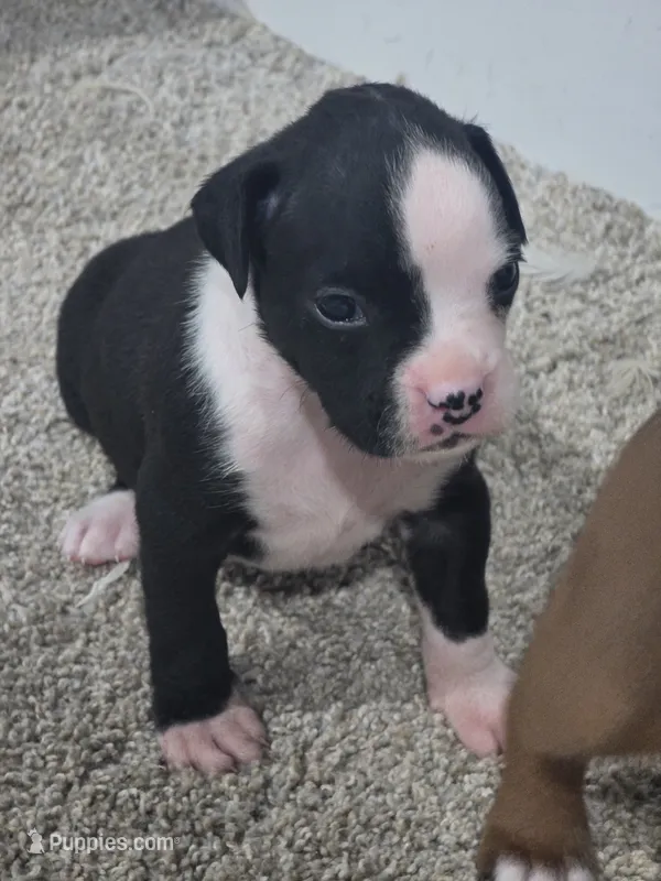 #3 – Boxer puppy for sale in Houston, TX