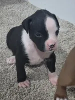 #3, a male Boxer for sale in Houston, TX – 1 of 1