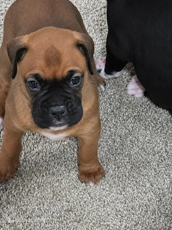 #1 – Boxer puppy for sale in Houston, TX