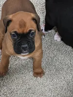 #1, a female Boxer for sale in Houston, TX – 1 of 1