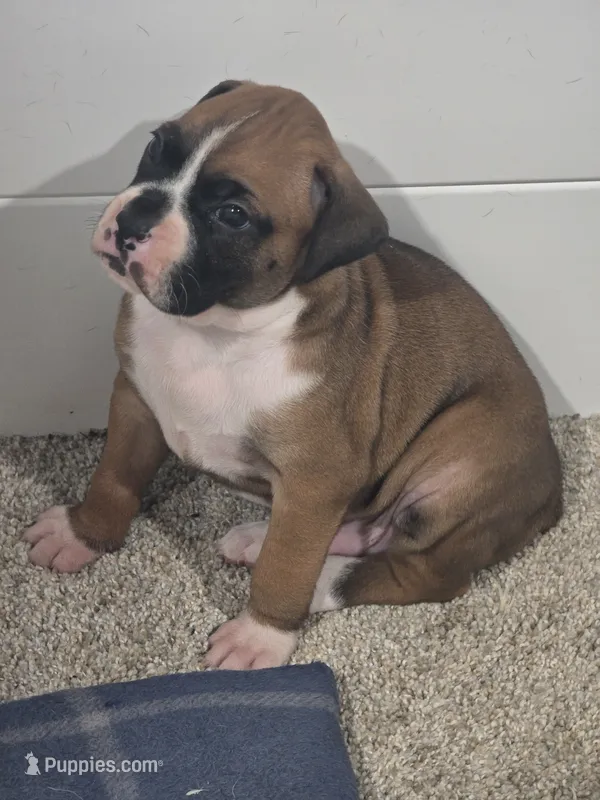 #2 – Boxer puppy for sale in Houston, TX