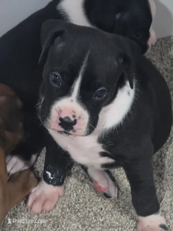#5 – Boxer puppy for sale in Houston, TX