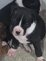 #5, a male Boxer for sale in Houston, TX – 1 of 1