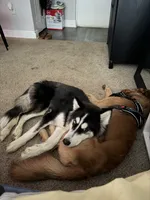 Buddha , a male Siberian Husky for sale in Tampa, FL – 5 of 7