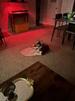 Buddha , a male Siberian Husky for sale in Tampa, FL – 4 of 7