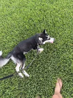 Buddha , a male Siberian Husky for sale in Tampa, FL – 7 of 7