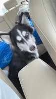Buddha , a male Siberian Husky for sale in Tampa, FL – 2 of 7