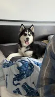 Buddha , a male Siberian Husky for sale in Tampa, FL – 3 of 7