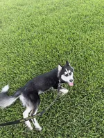 Buddha , a male Siberian Husky for sale in Tampa, FL – 6 of 7