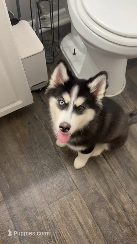 Buddha  – Siberian Husky puppy for sale in Tampa, FL
