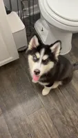 Buddha , a male Siberian Husky for sale in Tampa, FL – 1 of 7