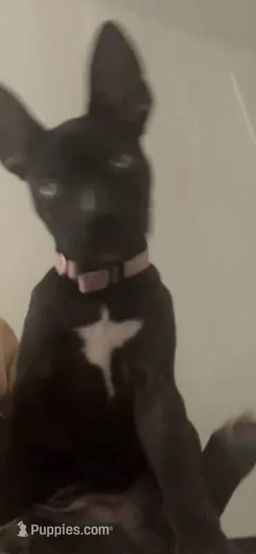 Sky – American Pit Bull Terrier, Alaskan Husky puppy for sale in Livonia, MI