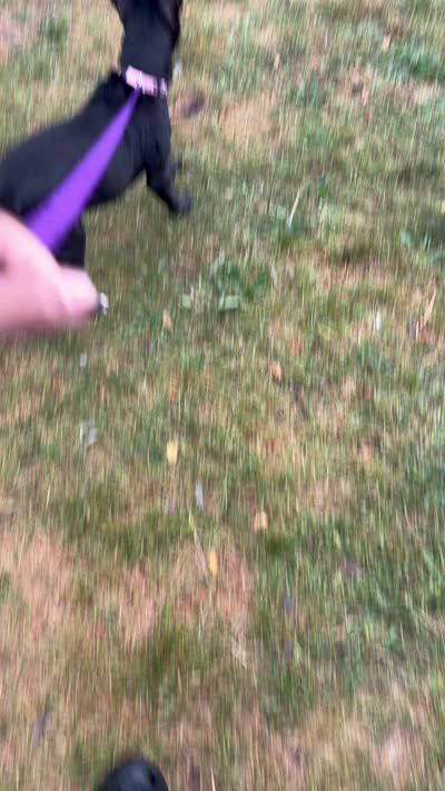 Sky, a female American Pit Bull Terrier and Alaskan Husky for sale in Livonia, MI – 2 of 2